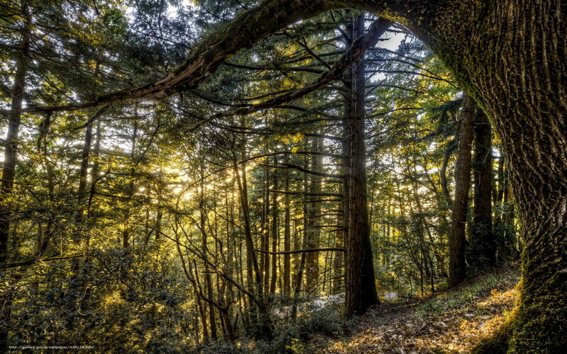 Sunlight through forest canopy