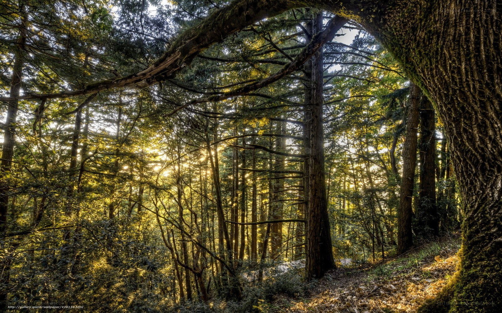 Sunlight through forest canopy
