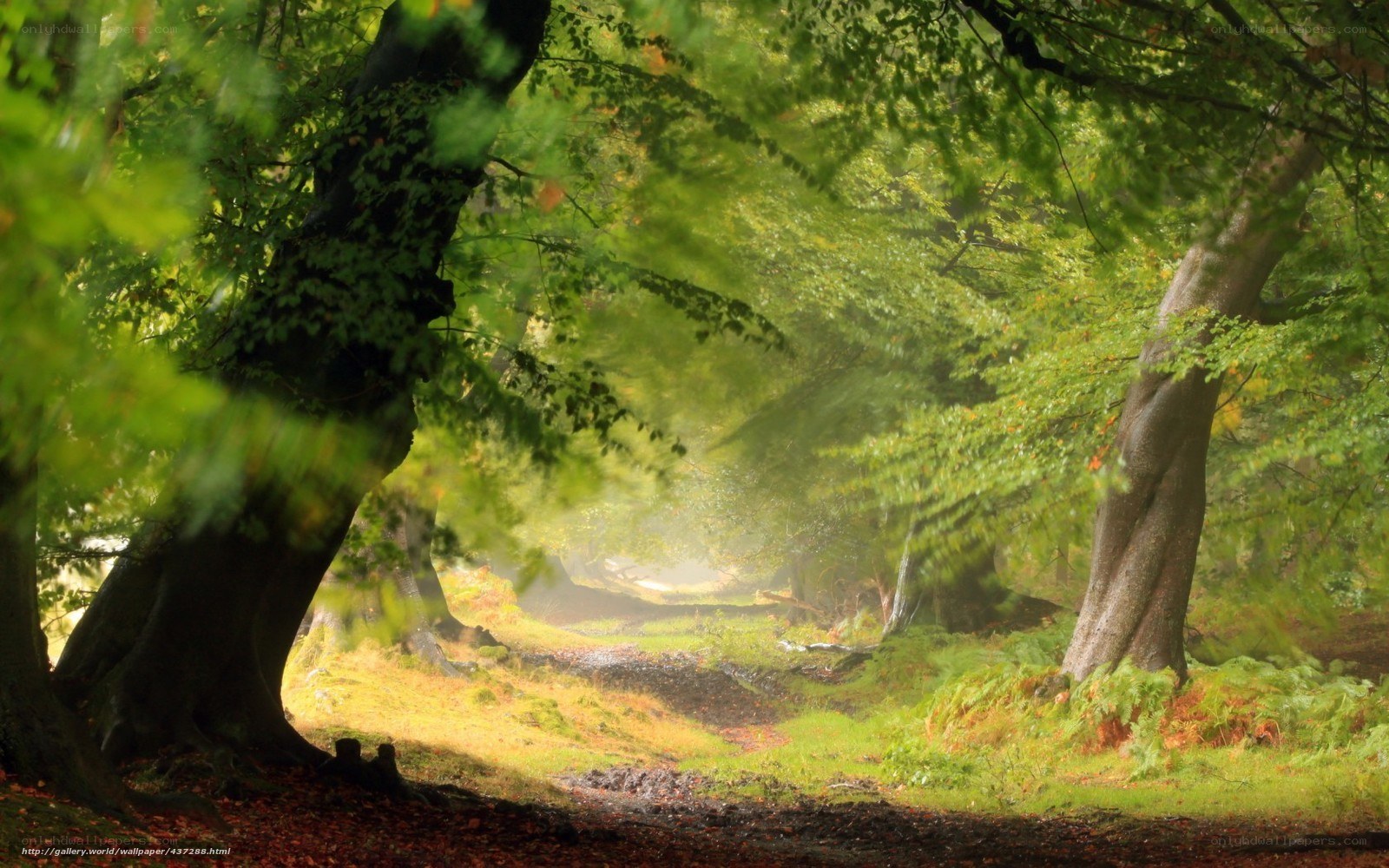 Sunlight through forest canopy