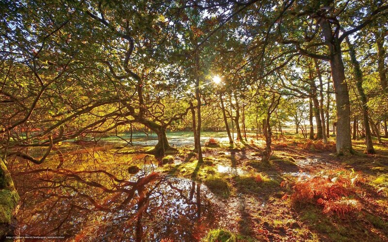 Sunlight through forest canopy