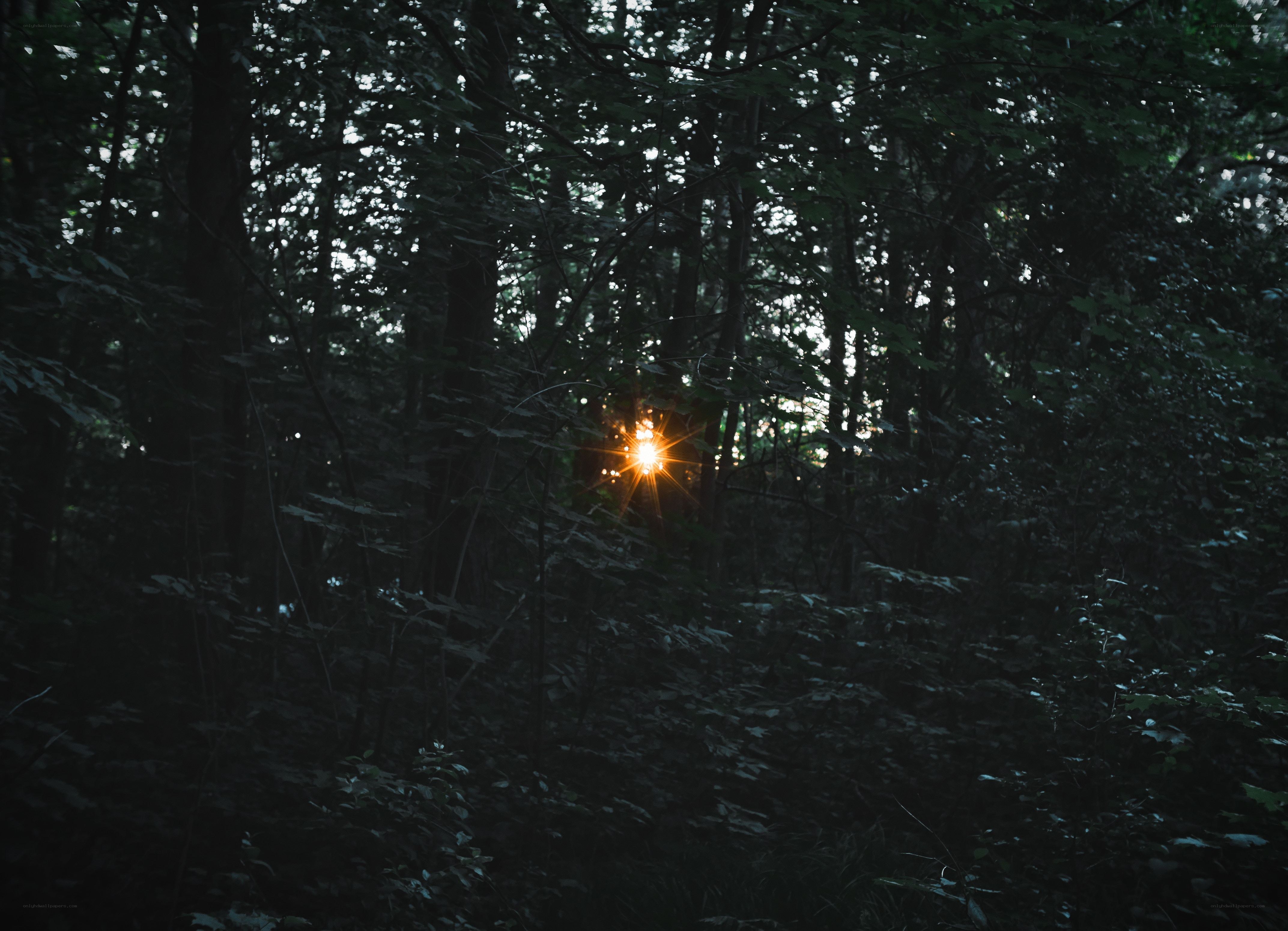 Sunlight through forest canopy