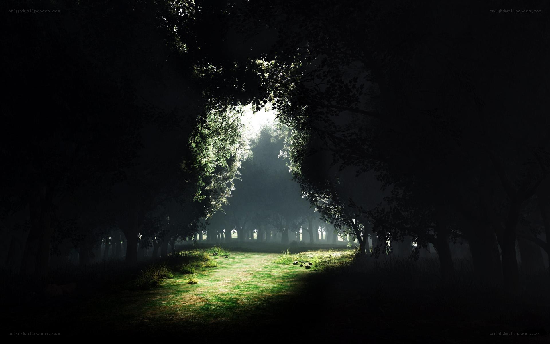 Sunlight through forest canopy