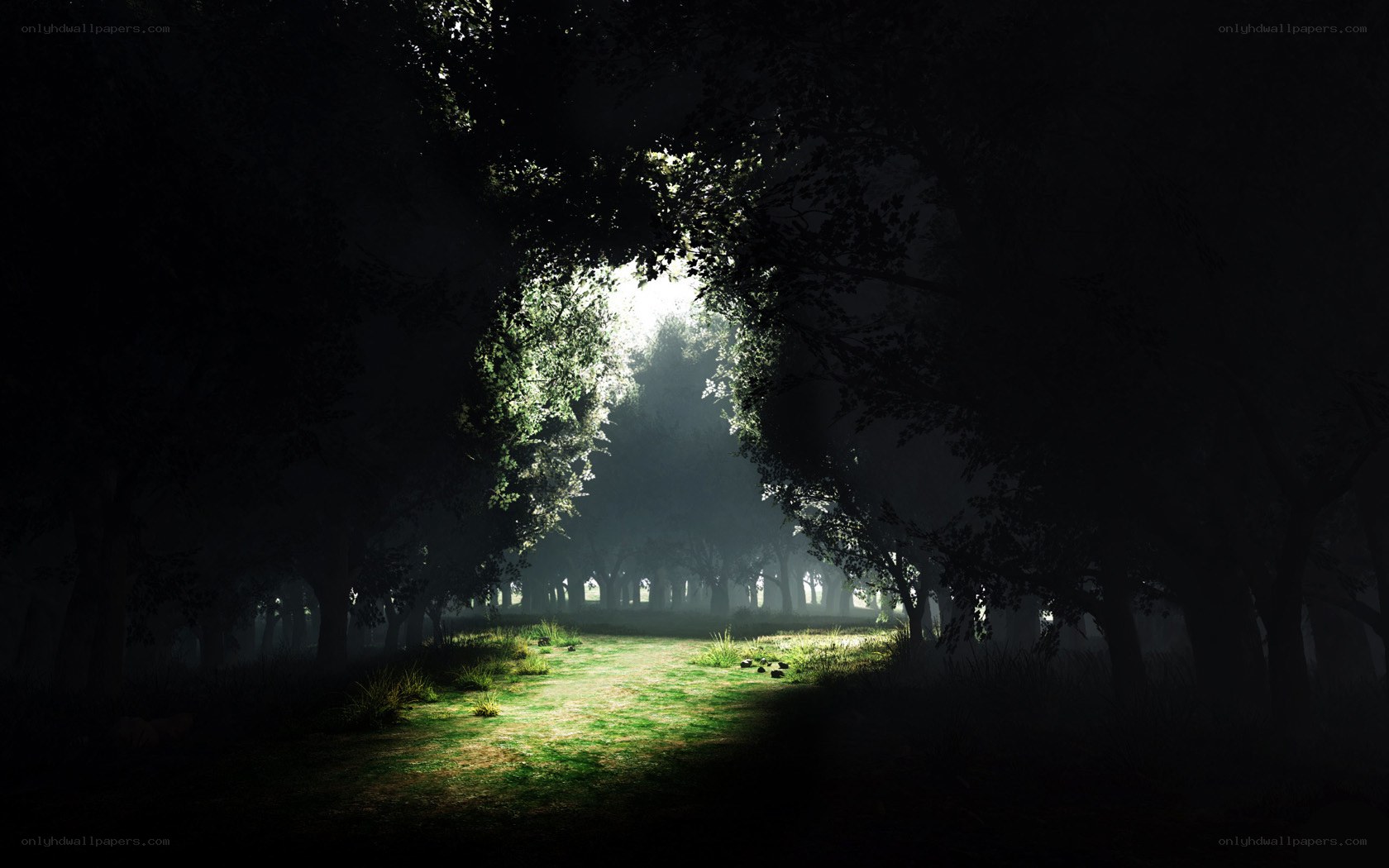 Sunlight through forest canopy