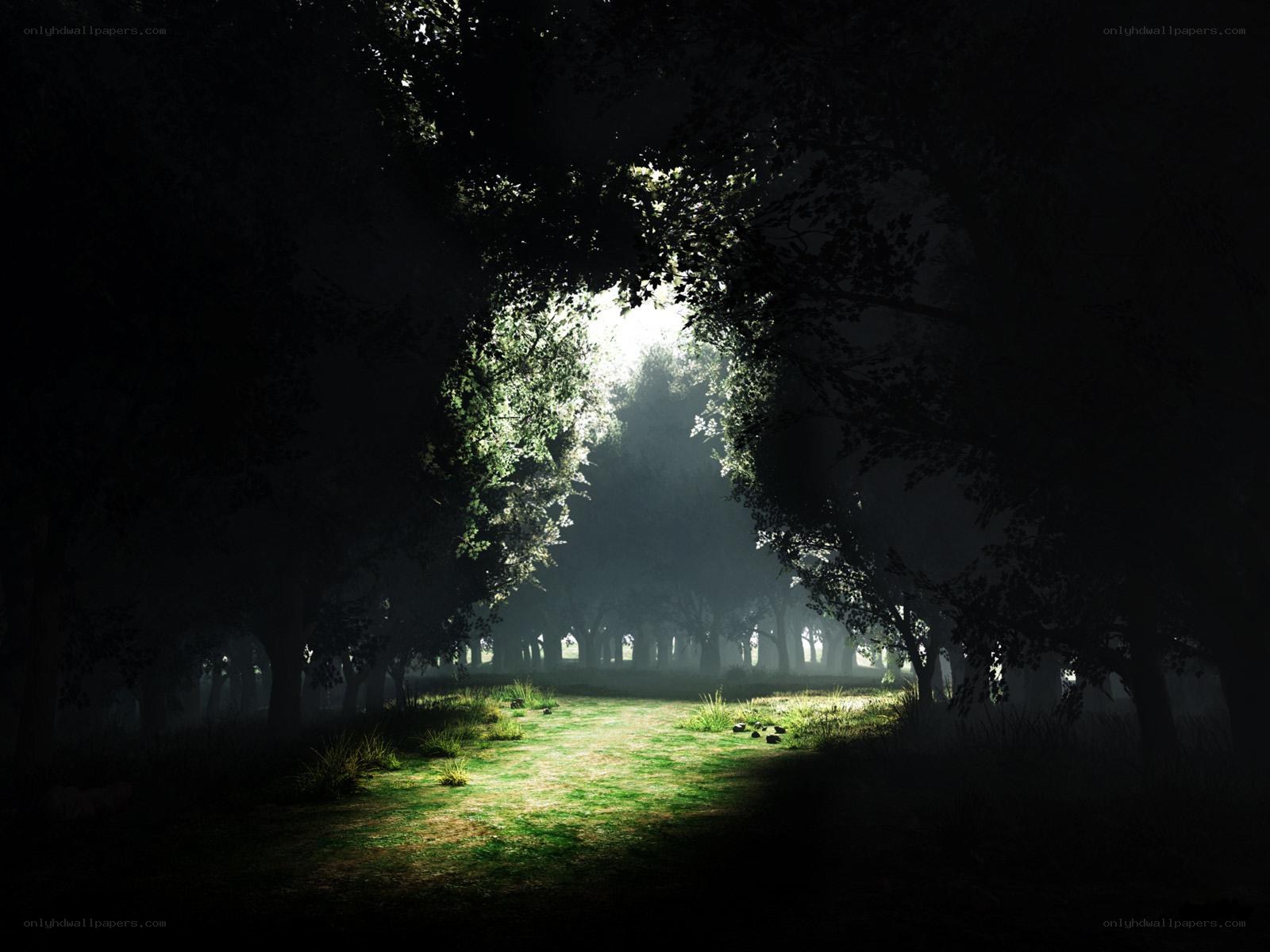 Sunlight through forest canopy