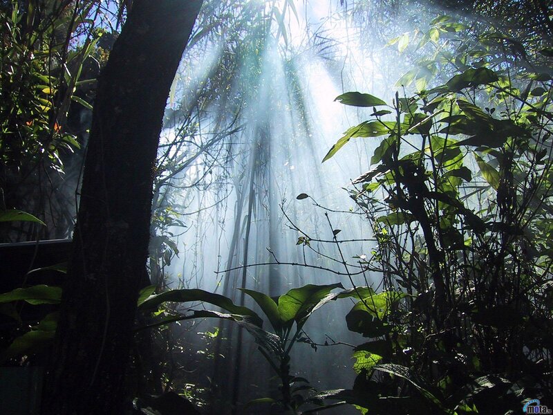 Sunlight through forest canopy
