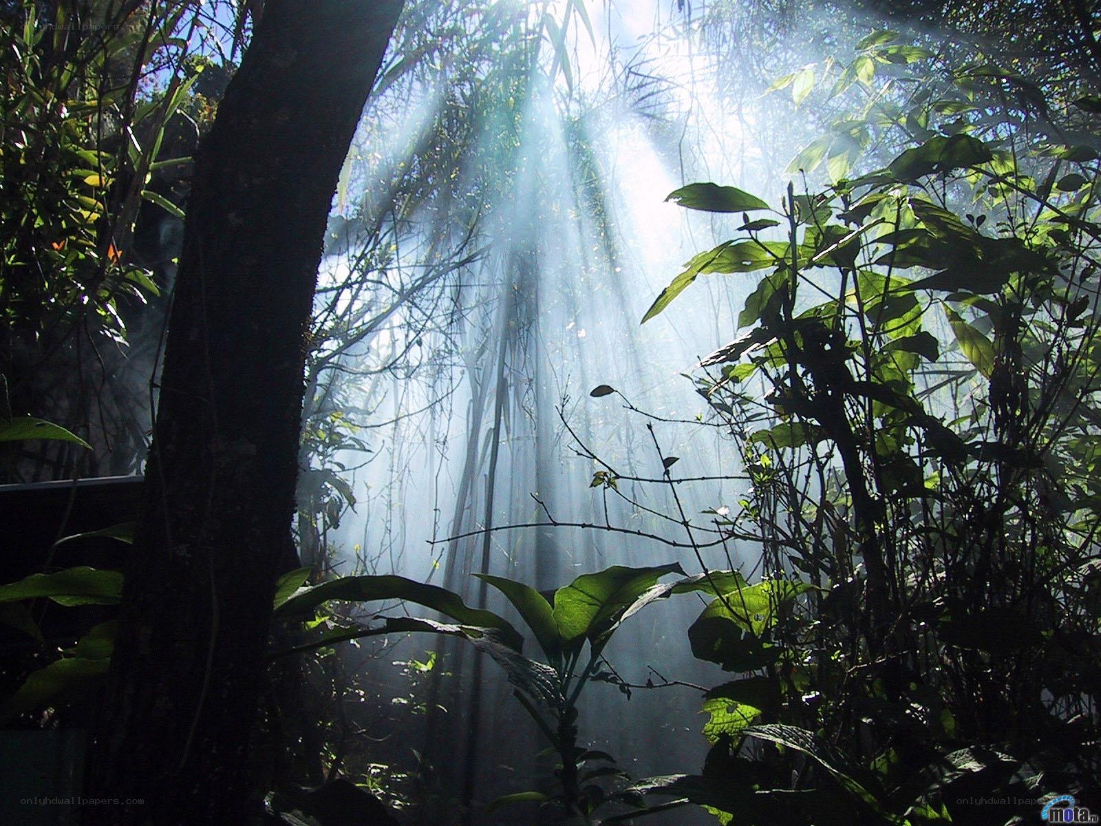 Sunlight through forest canopy