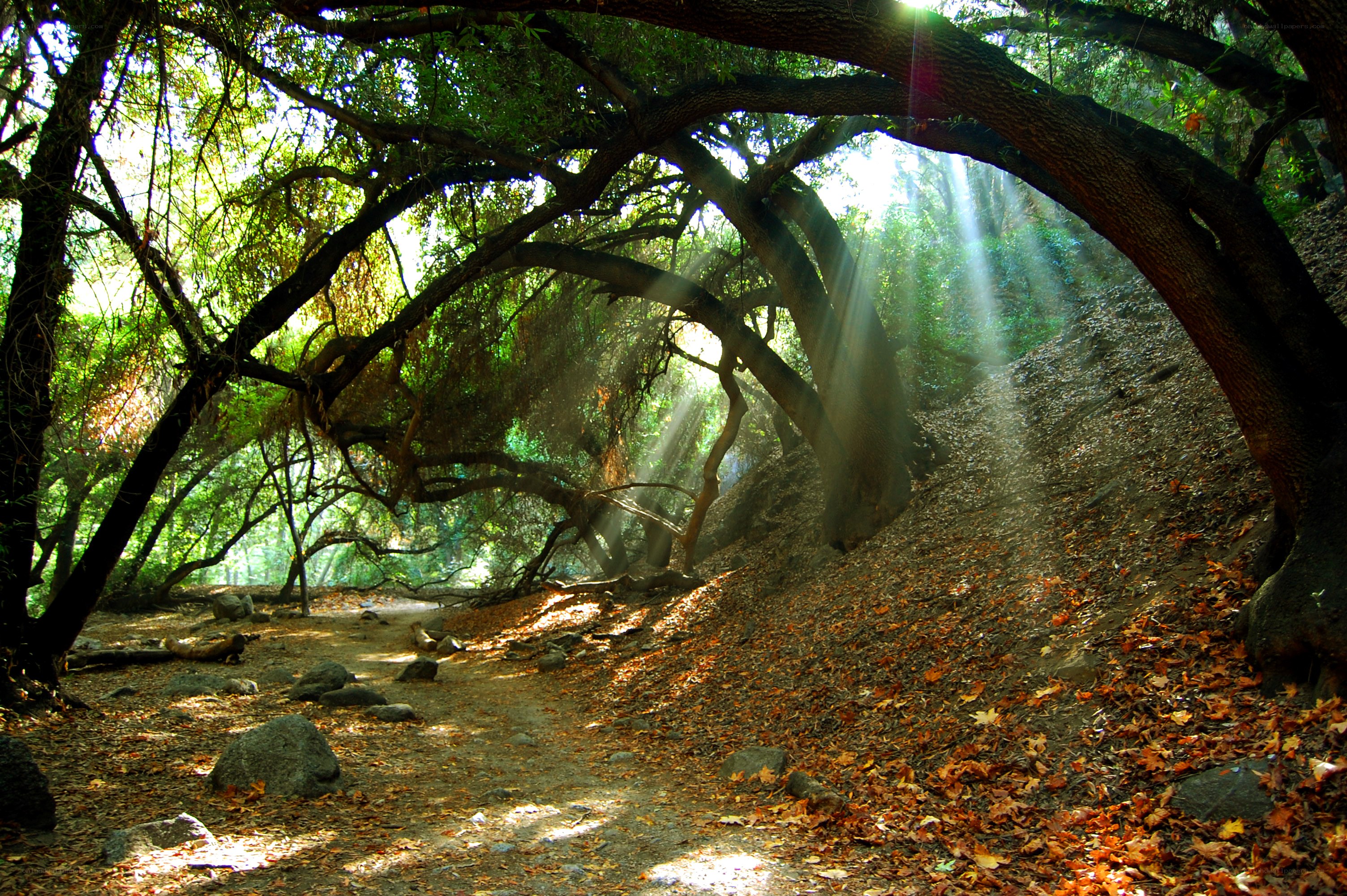 Sunlight through forest canopy