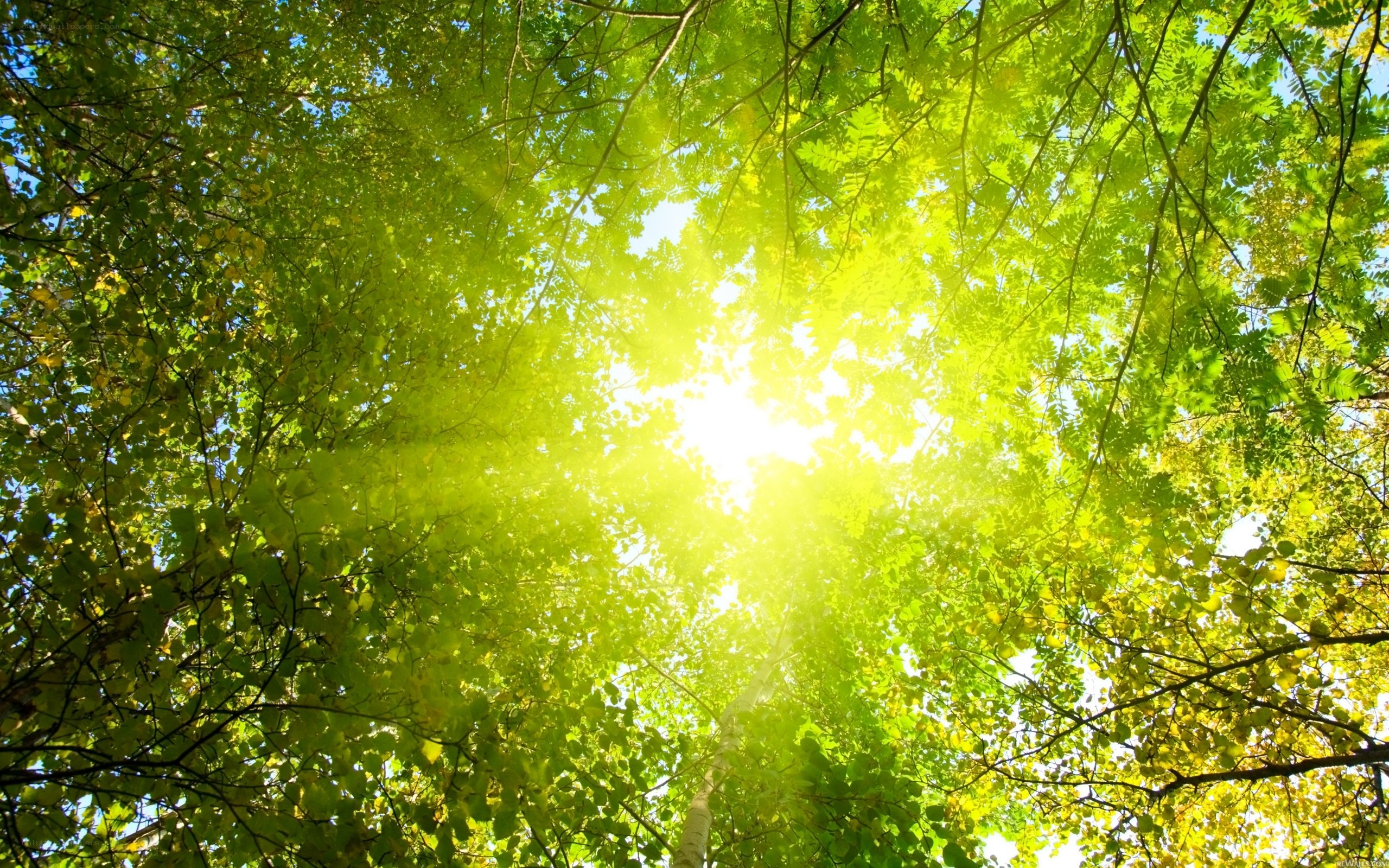 Sunlight through forest canopy