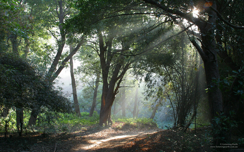 Sunlight through forest canopy