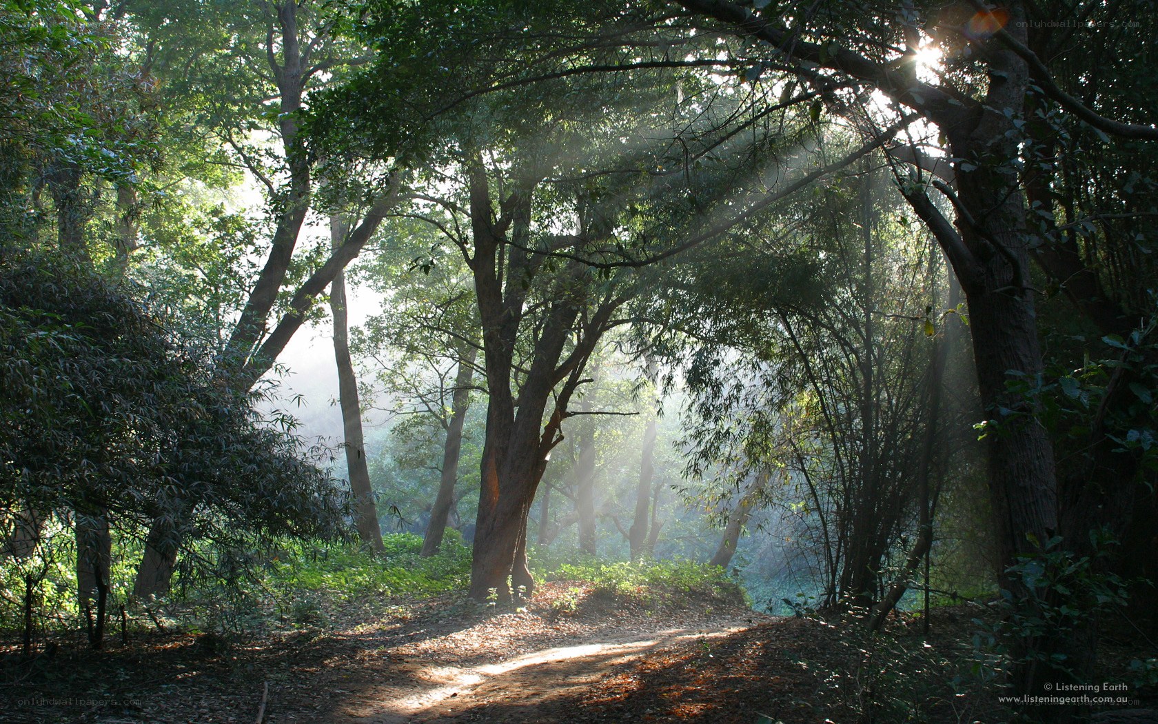 Sunlight through forest canopy