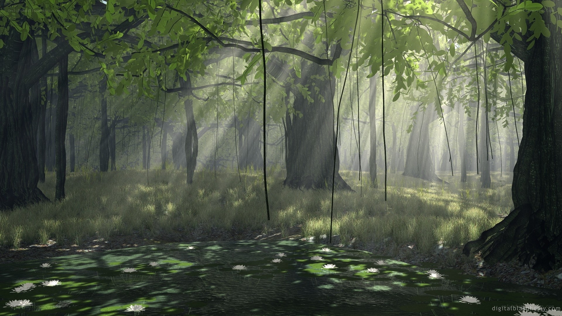 Sunlight through forest canopy