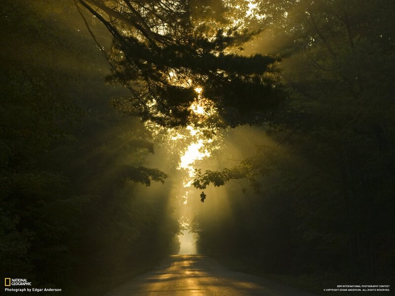 Sunlight through forest canopy