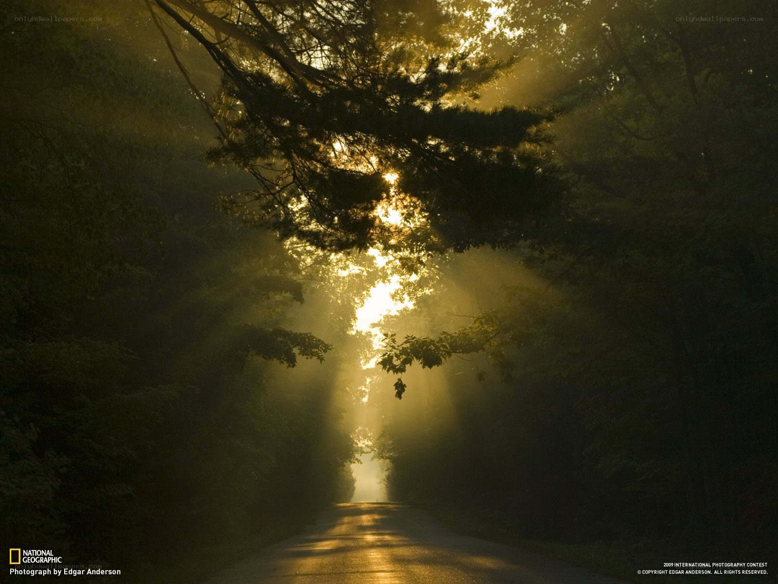 Sunlight through forest canopy
