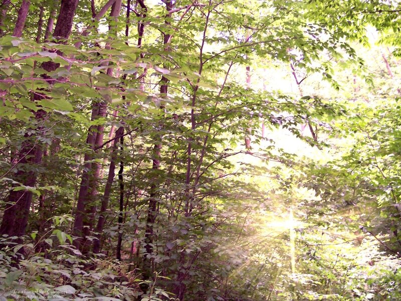 Sunlight through forest canopy