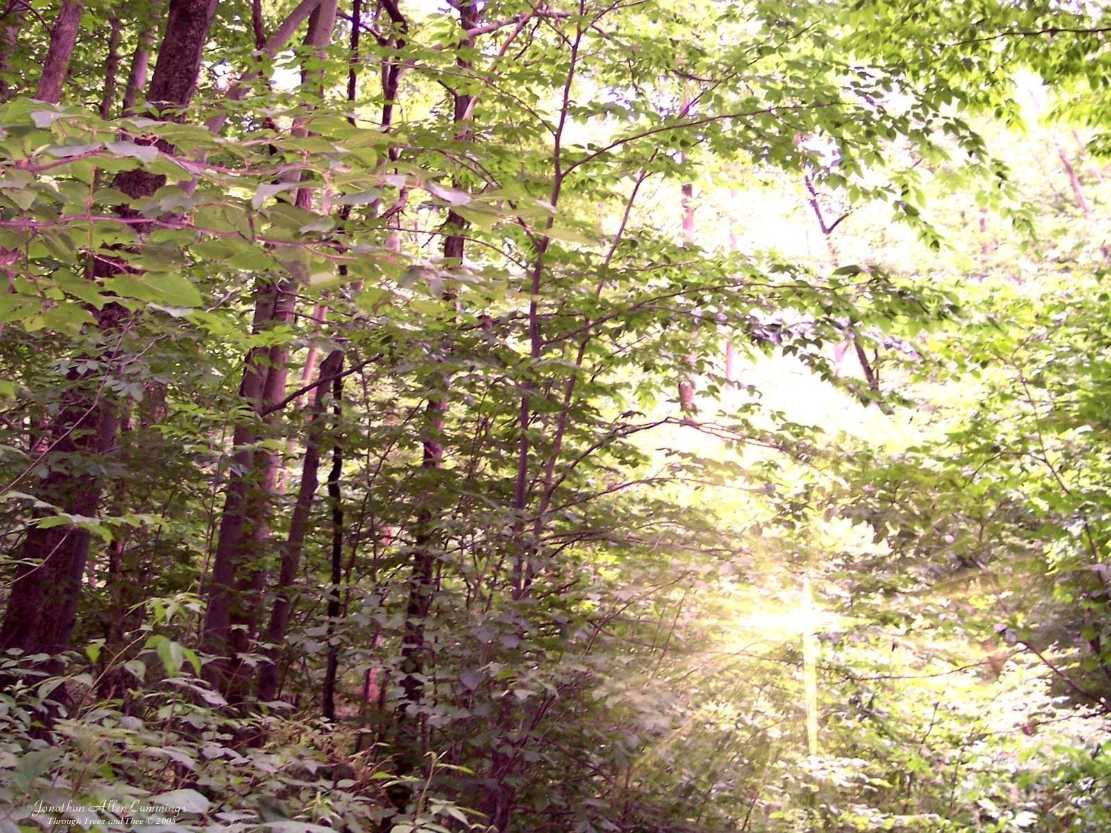 Sunlight through forest canopy
