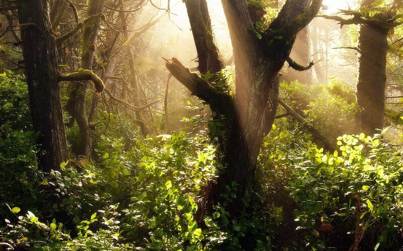 Sunlight through forest canopy