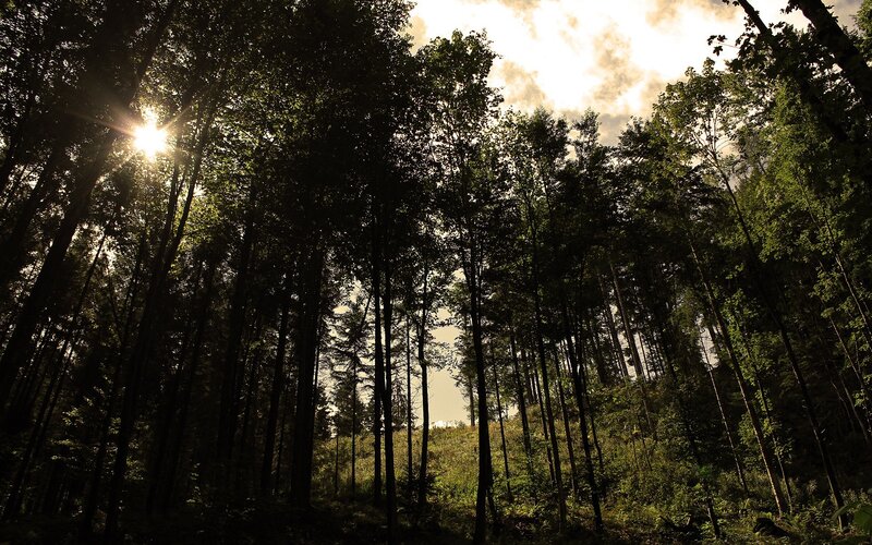 Sunlight through forest canopy