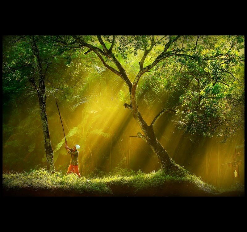 Sunlight through forest canopy