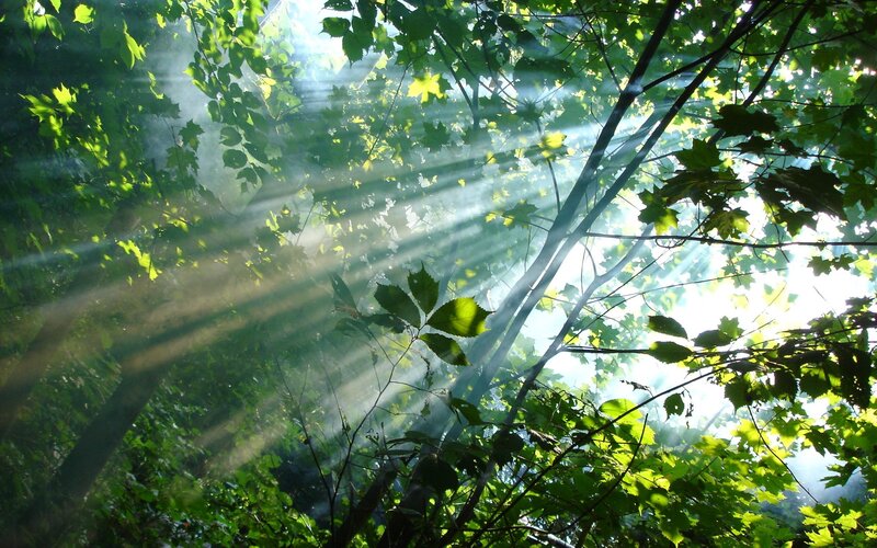 sunlight through forest canopy