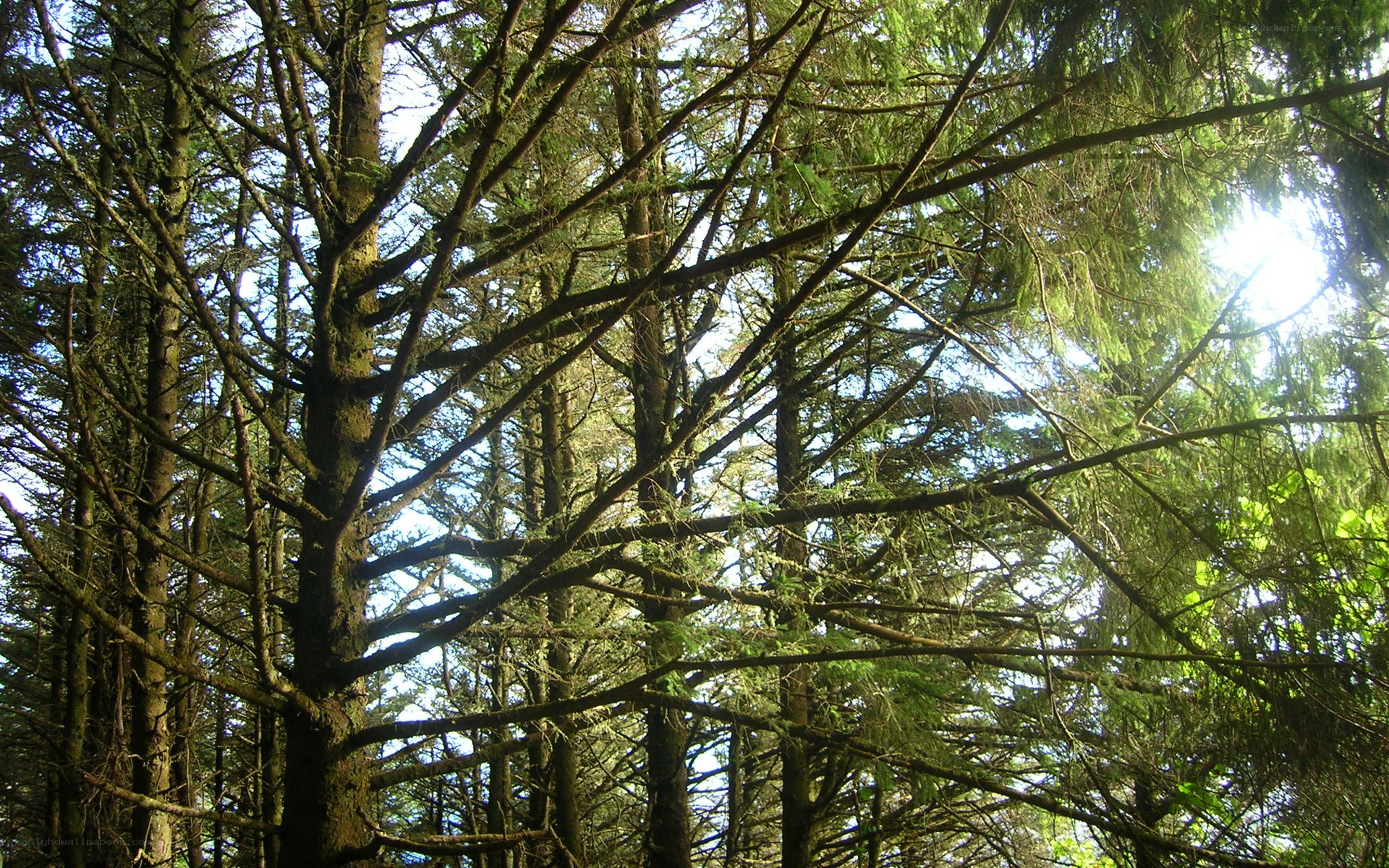 Sunlight through forest canopy