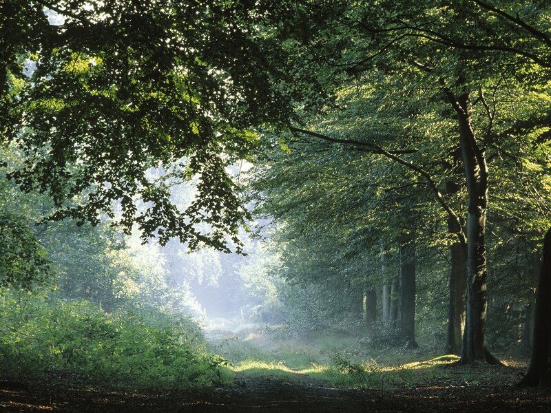 Sunlight through forest canopy