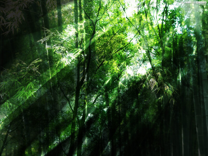 Sunlight through forest canopy
