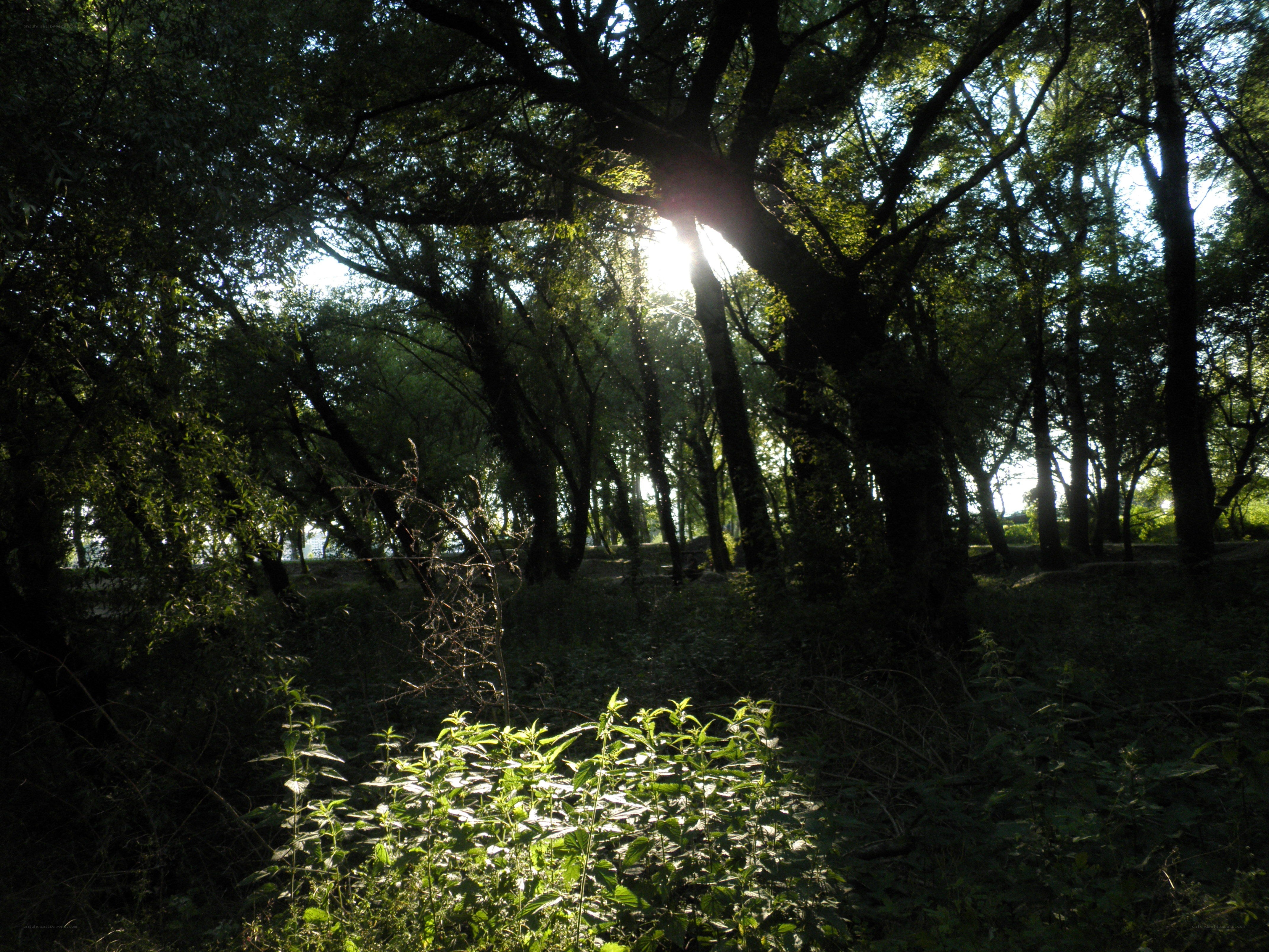 Sunlight through forest canopy