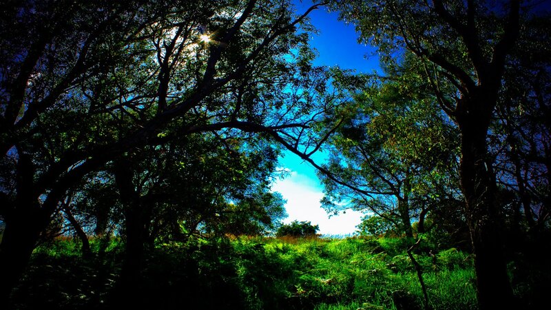 Sunlight through forest canopy