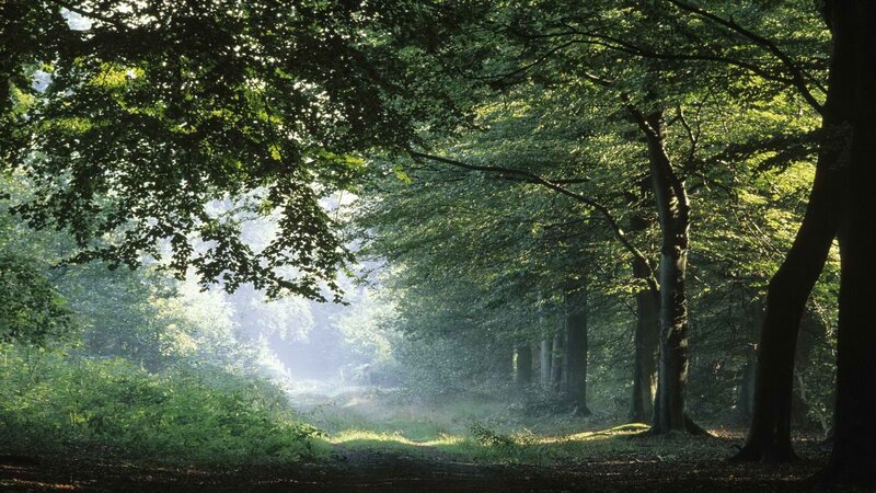 Sunlight through forest canopy