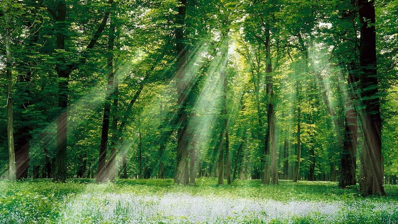 Sunlight through forest canopy