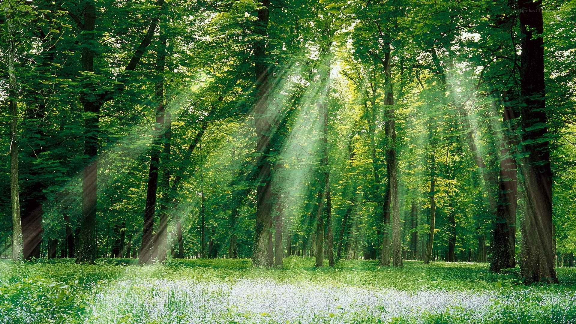 Sunlight through forest canopy