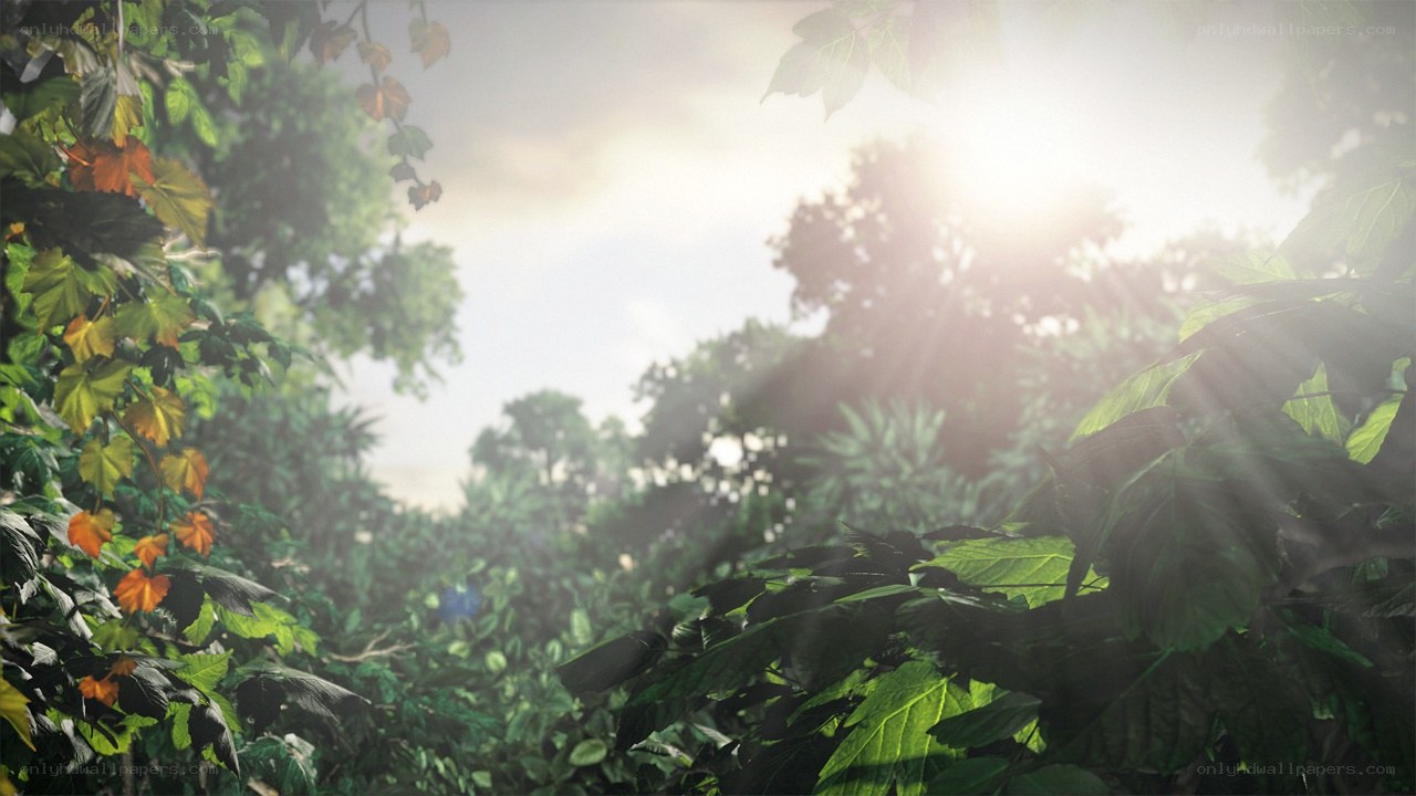 Sunlight through forest canopy