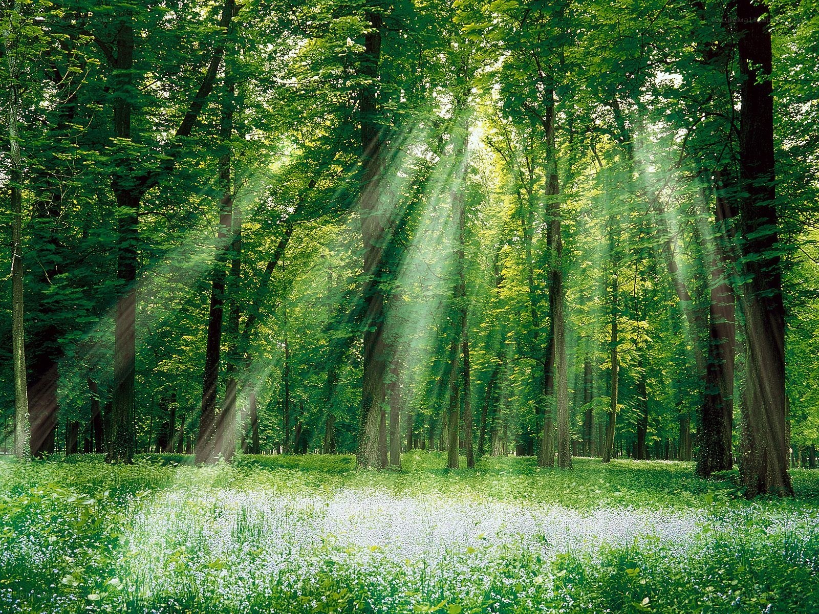 Sunlight through forest canopy