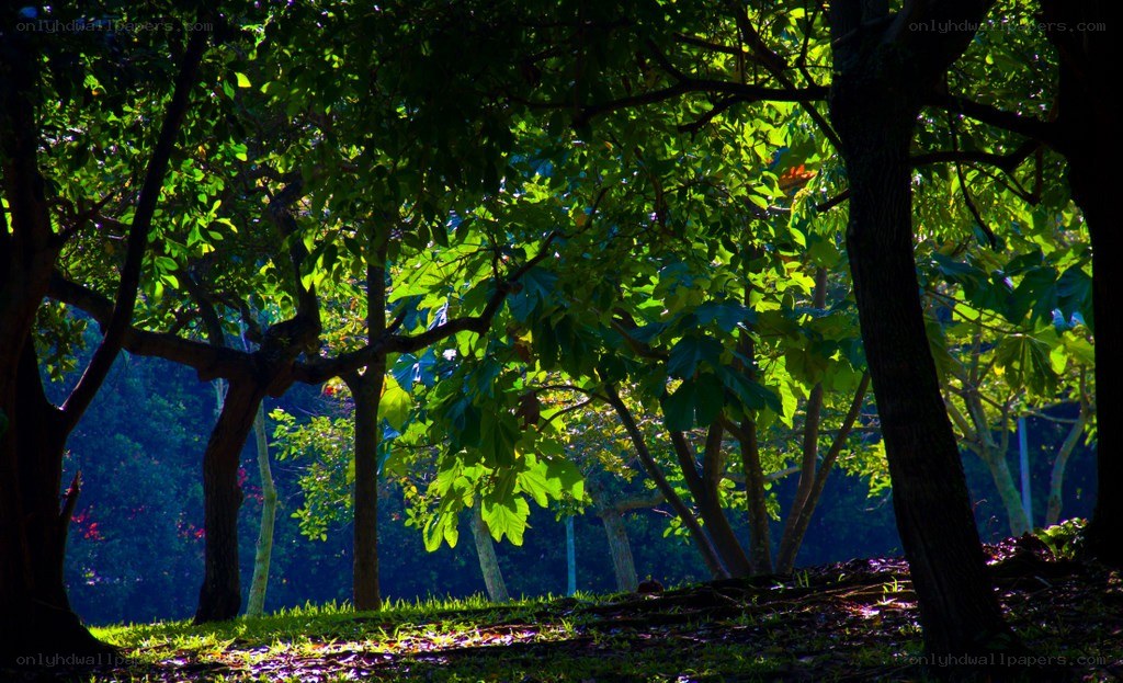 Sunlight through forest canopy