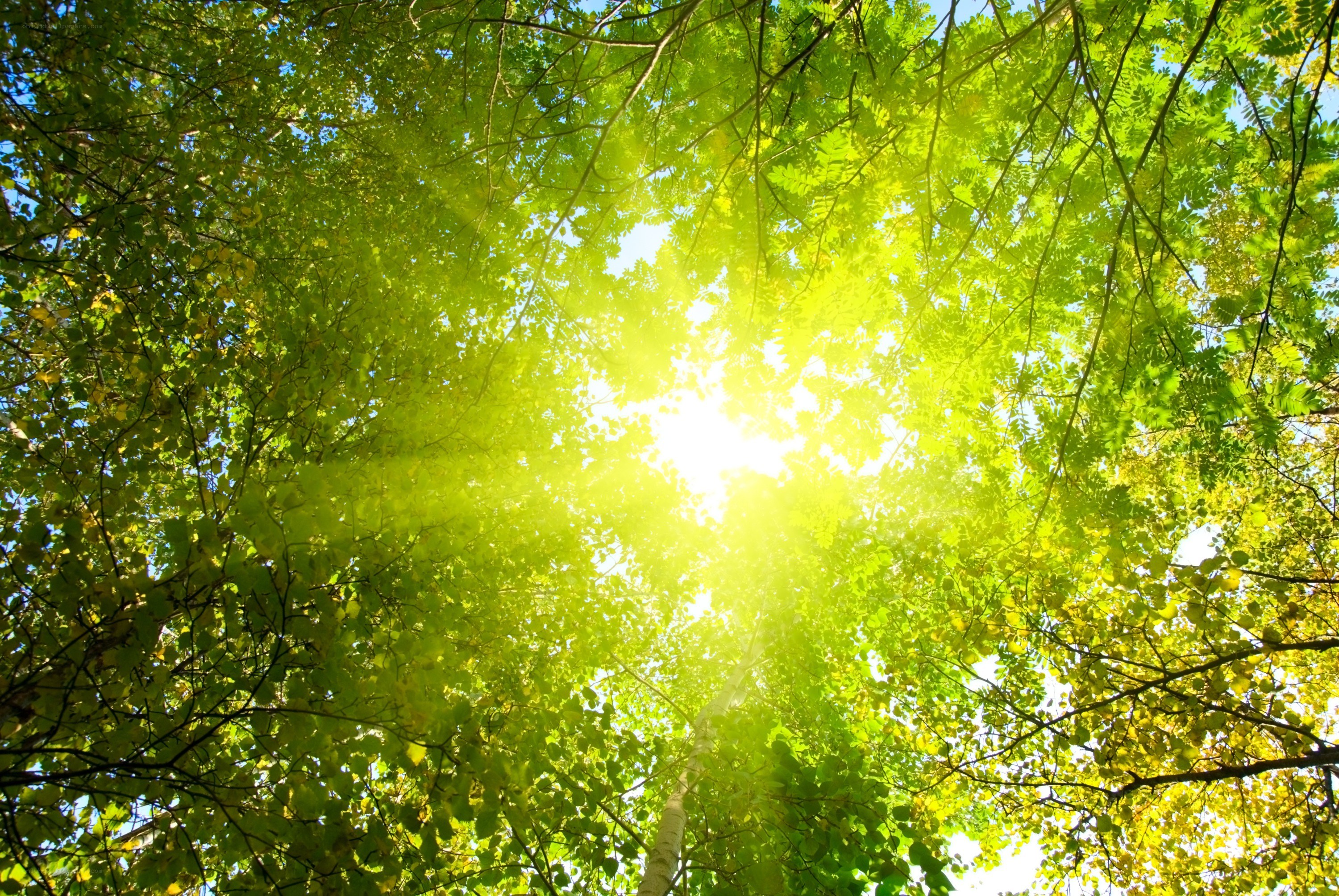 Sunlight through forest canopy