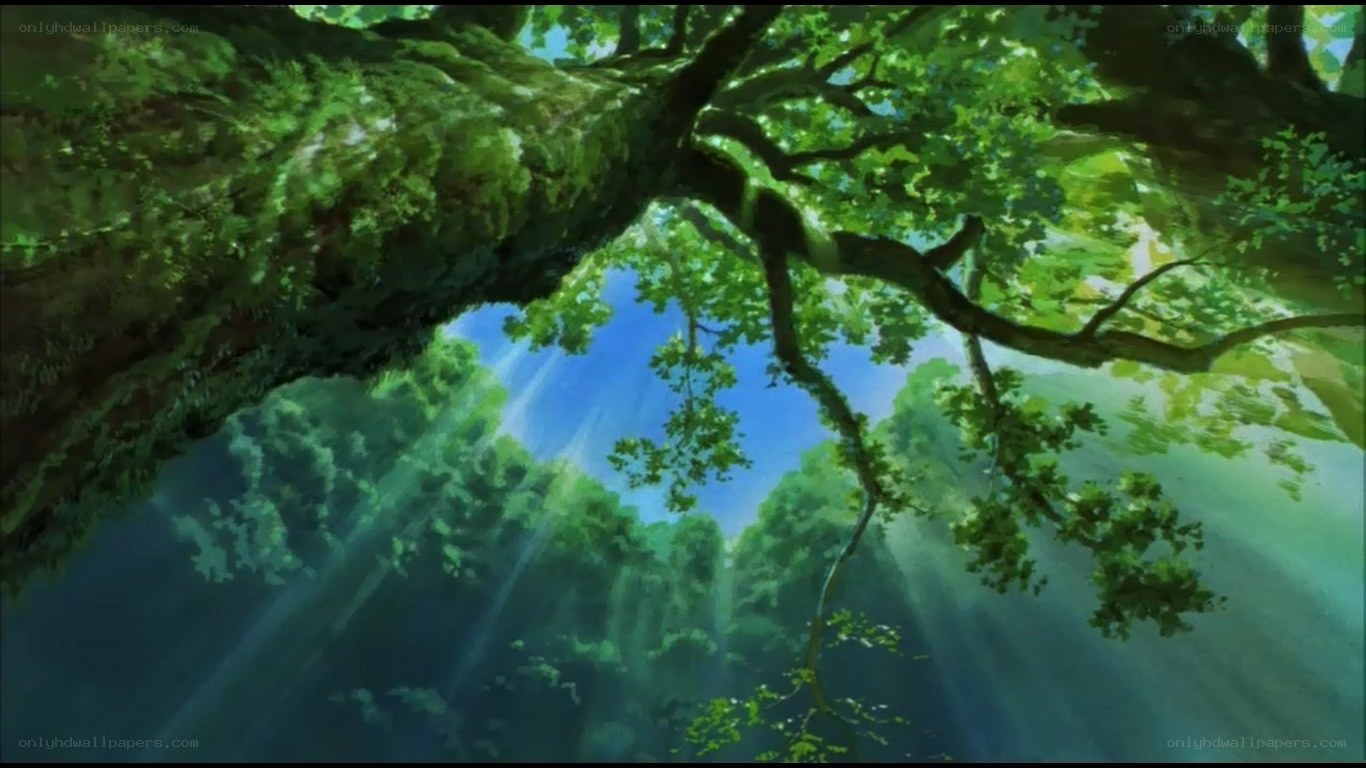 sunlight through forest canopy
