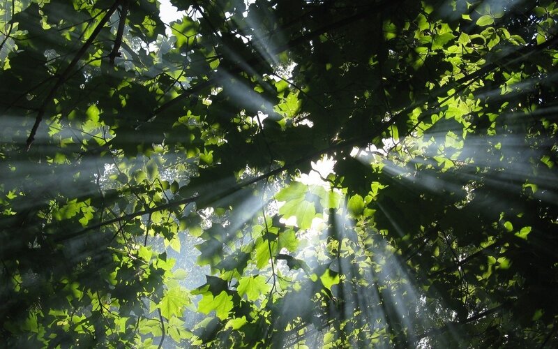 Sunlight through forest canopy