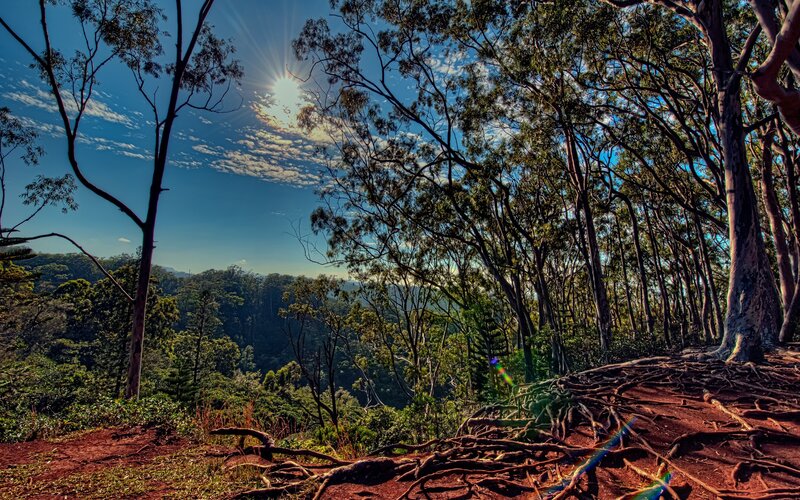 Sunlight through forest canopy