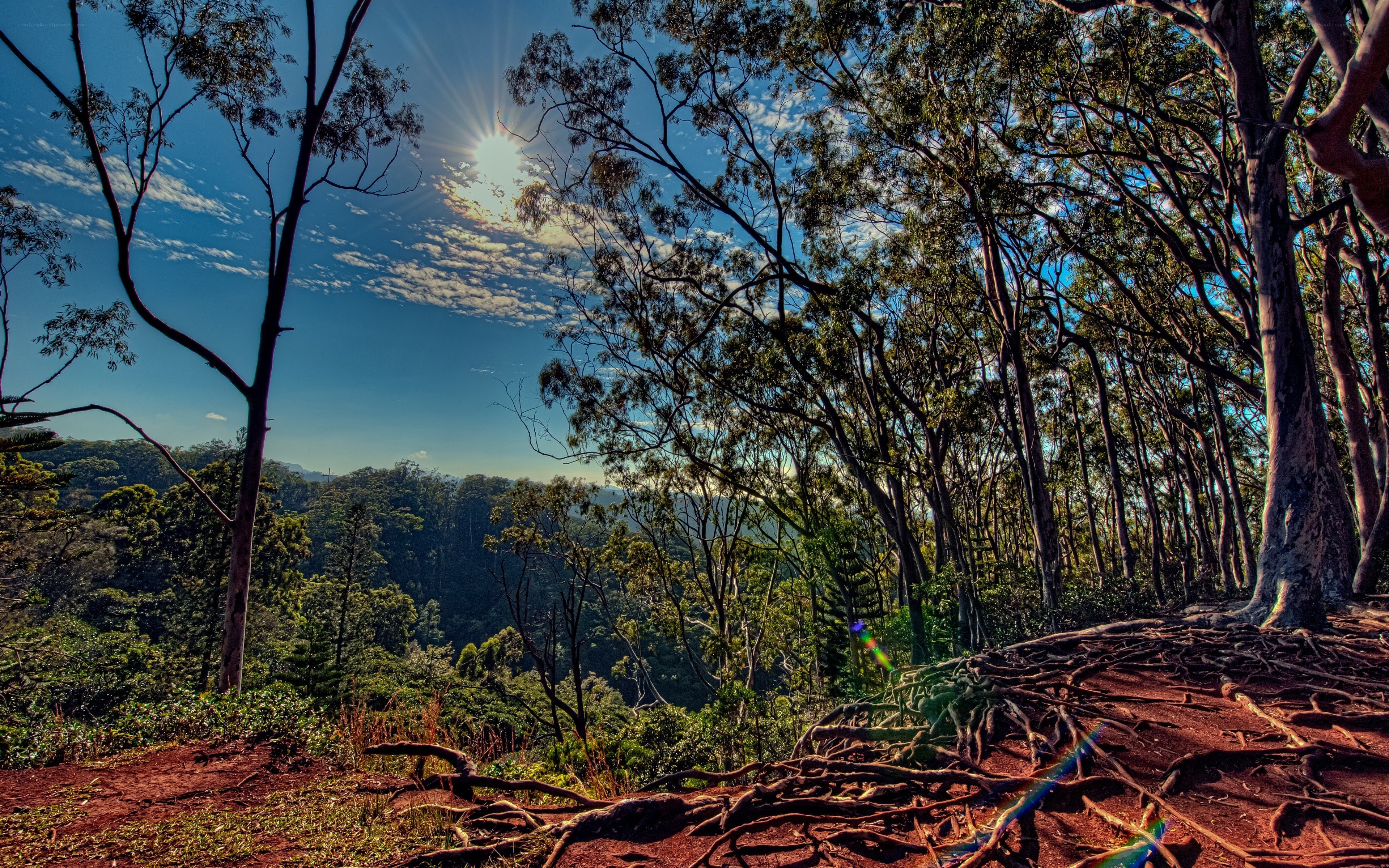 Sunlight through forest canopy