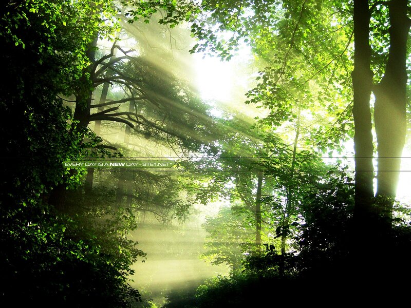 Sunlight through forest canopy