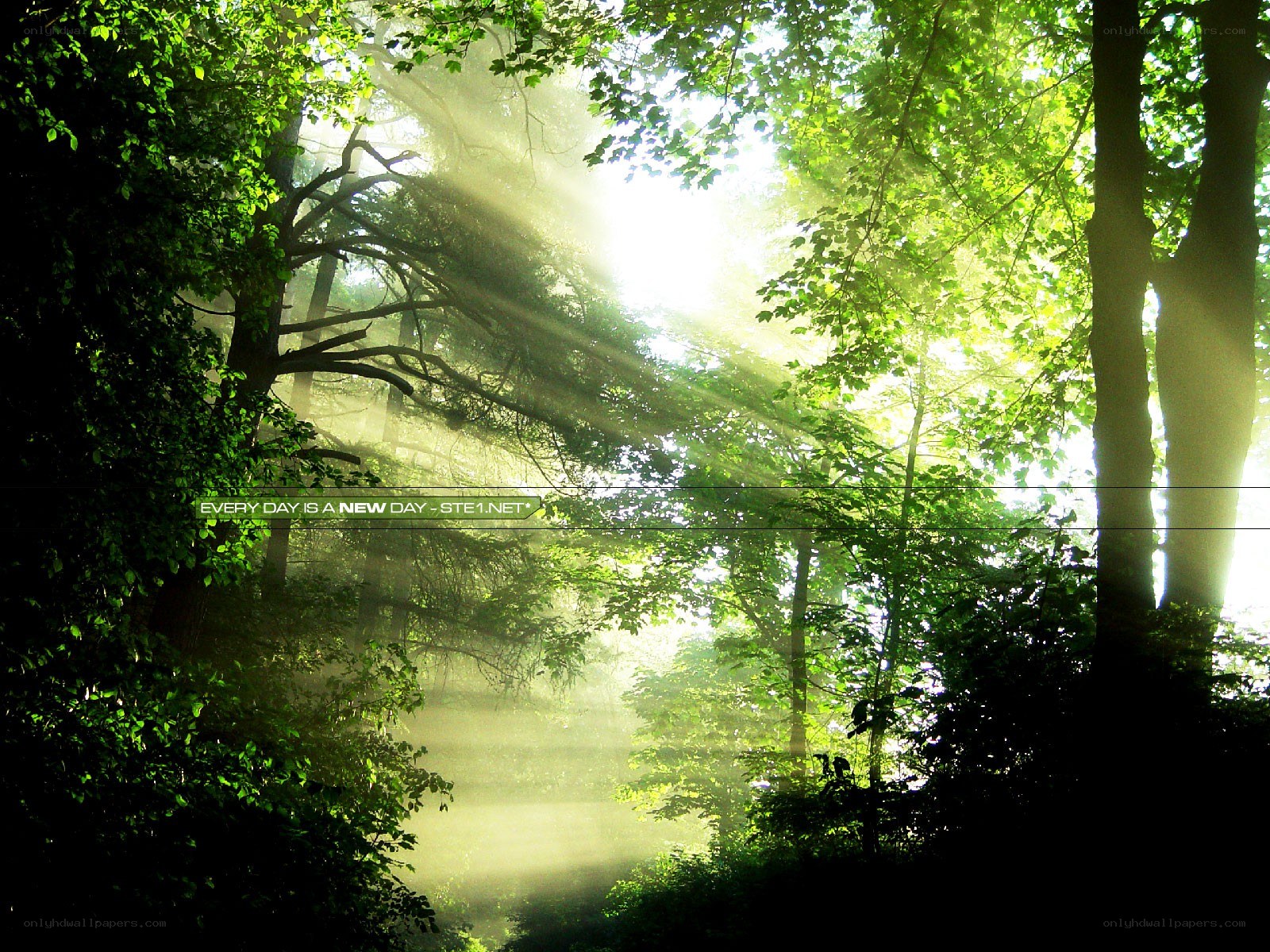 Sunlight through forest canopy