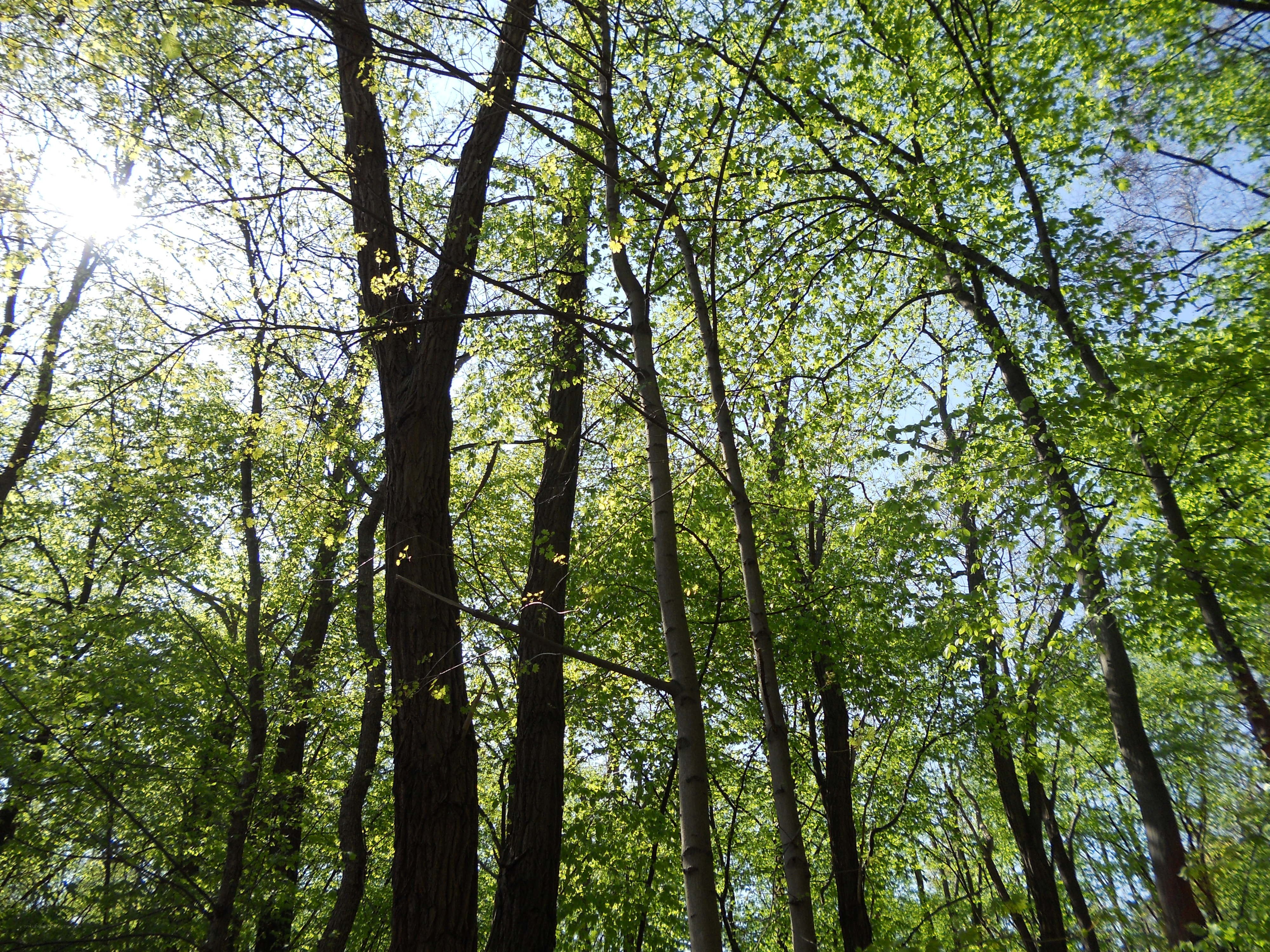 Sunlight through forest canopy