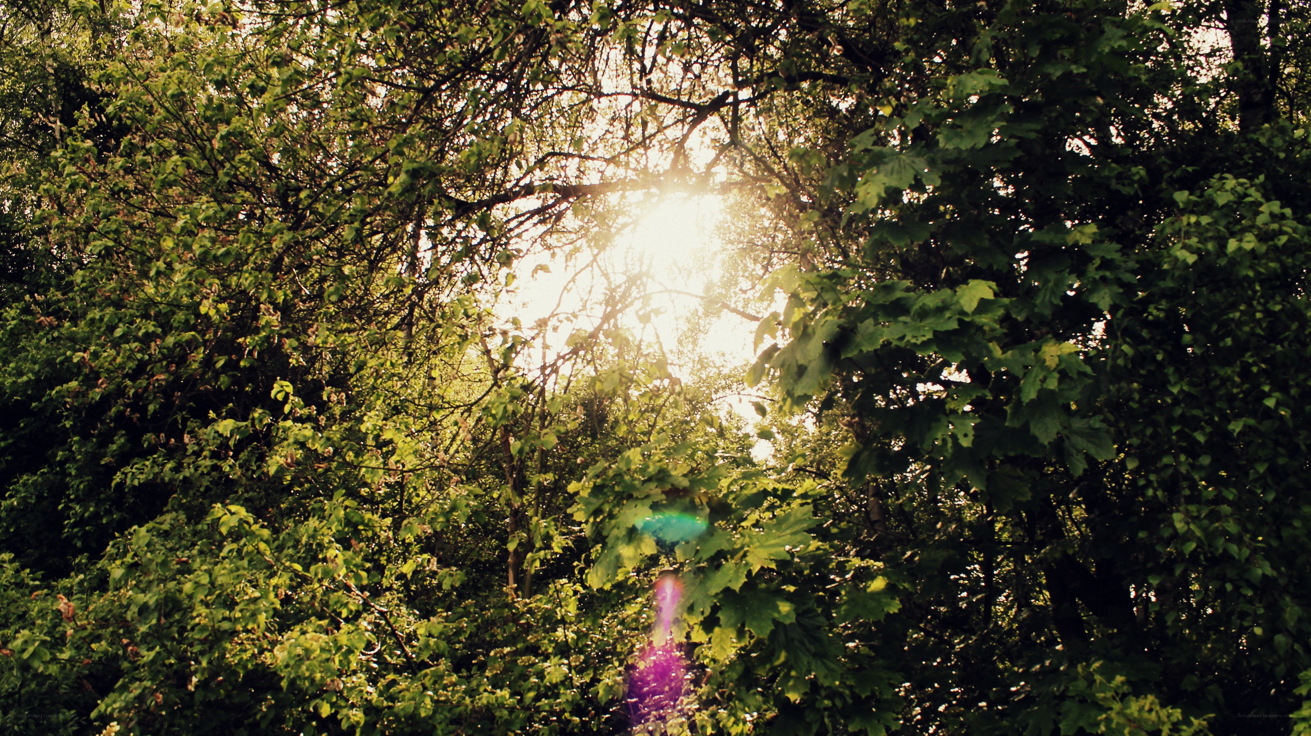 Sunlight through forest canopy