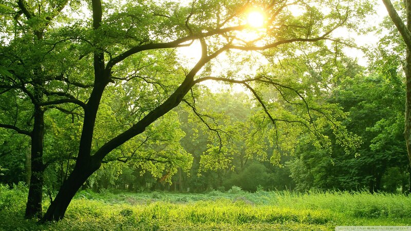Sunlight through forest canopy