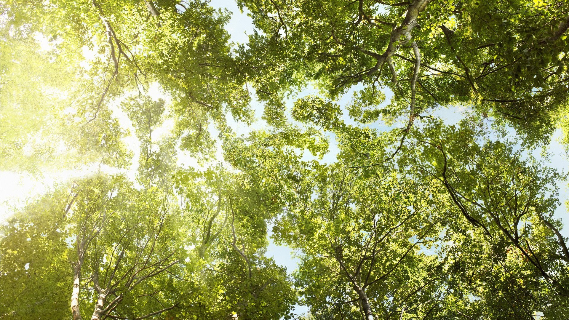 Sunlight through forest canopy