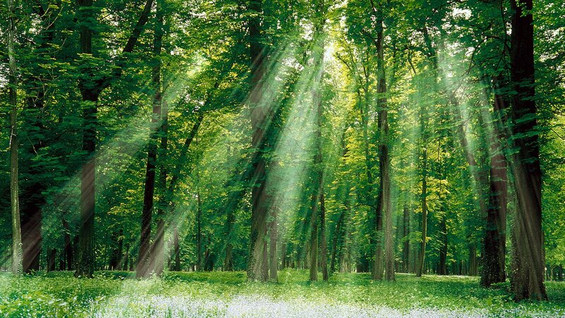 Sunlight through forest canopy