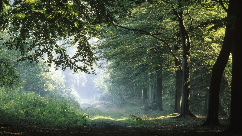 Sunlight through forest canopy