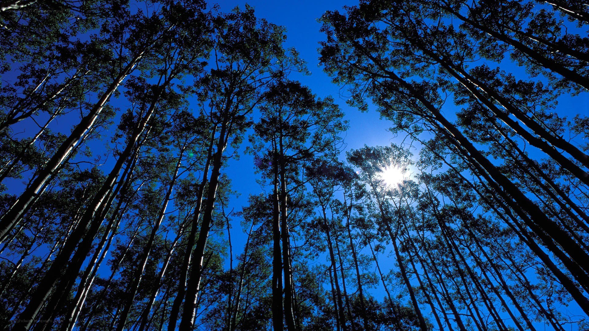 Sunlight through forest canopy