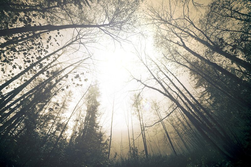 Sunlight through forest canopy