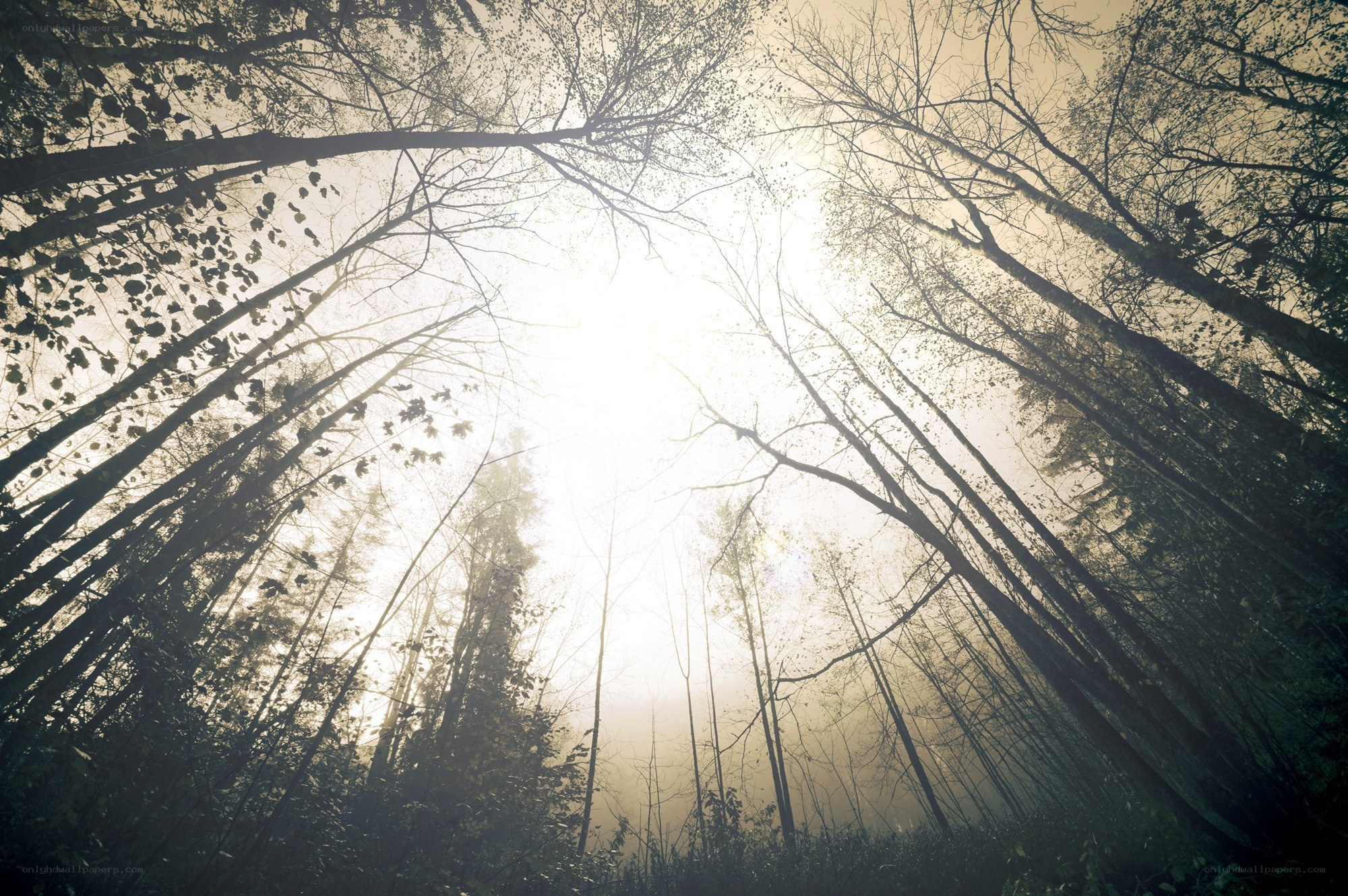 Sunlight through forest canopy